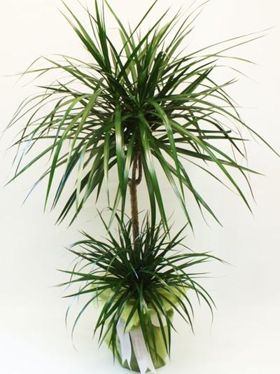 Marginata Orta