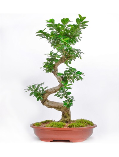 Bonsai 5775