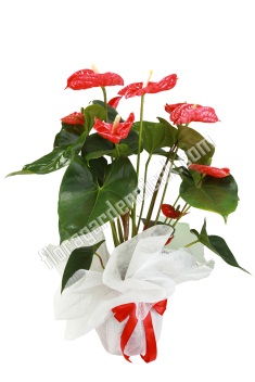 Antoryum Bitkisi