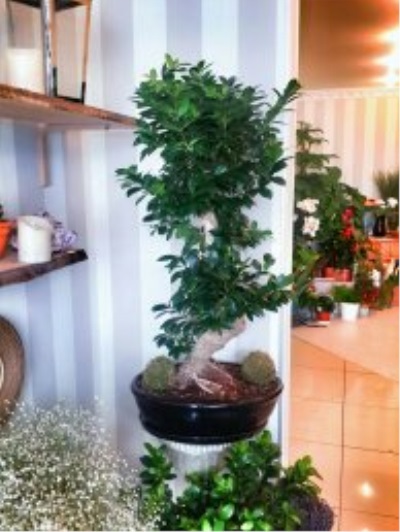 Bonsai Büyük Boy Ağaç 5052