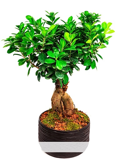 Bonsai 5674