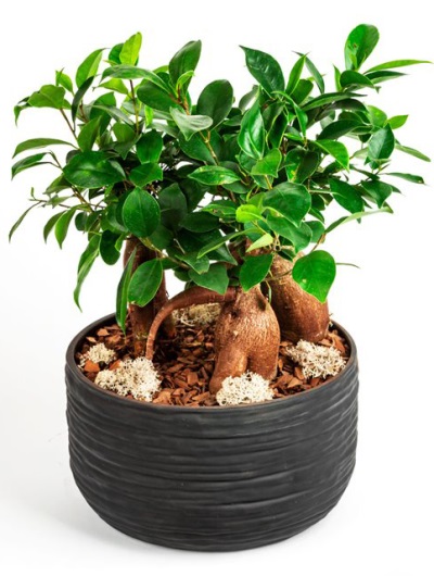 Bonsai Bitkisi 5871