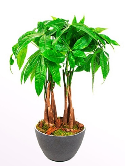 Pachira Bonsai 5667