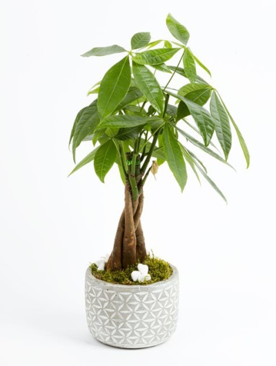 Pachira Bonsai Bitkisi 5853