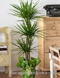 Marginata Decoratif