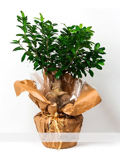 Bonsai 5671